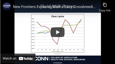 beef and dairy crossbreeding chart