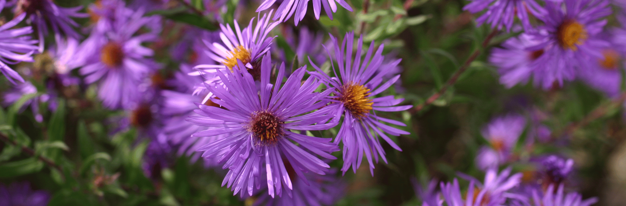 Purple and yellow flowers in a garden bed.